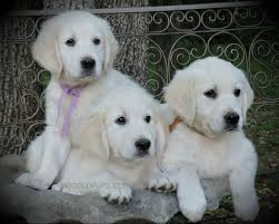 Golden cocker retriever (aka cogol) is a crossbreed between the golden retriever and cocker spaniel. Mo Gold Pups English Golden Retrievers