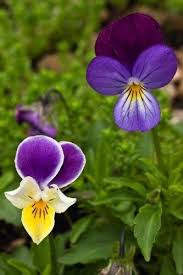 Just Seed British Wild Flower Wild Pansy Viola Tricolour 500 Seeds Amazon Co Uk Garden Outdoo British Wild Flowers Wild Flower Meadow Pansies Flowers