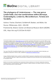 Image result for Stemodiopsis buchananii