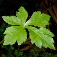 Image result for Sanicula elata