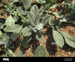 Image result for Euploca ovalifolia