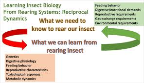 Insect rearing and the development of bioengineered. Ecology Of Insect Rearing Systems A Mini Review Of Insect Rearing Papers From 1906 2017
