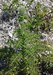 Image result for Echinops longifolius