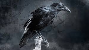 Check spelling or type a new query. Raven 1920x1080 Wallpaper