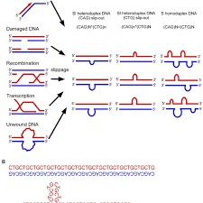Models Of Expansion Of Trinucleotide Repeats A Slipped Strand Dnas Download Scientific Diagram
