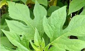 Di kalangan penderita diabetes, daun ini sangat daun yang memiliki nama latin 'smallanthus sonchifolius' atau biasa disebut dengan daun insulin yakon ini merupakan. Macam Macam Bentuk Daun Insulin Adalah Sebagai Berikut