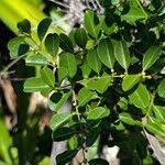 Image result for Scutia myrtina