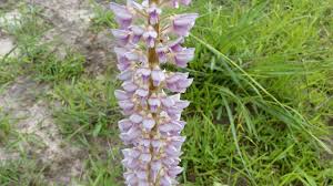 Image result for Uraria