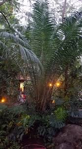 Image result for Blotiella natalensis