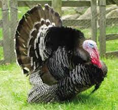 The standard bronze turkey is still a weighty turkey and, ideally, it would be slaughtered sooner as opposed to later. Guide To Keeping Turkeys Introduction Turkey Breeds