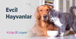 Kediler En Az Kac Yavru Dogurur Ilk Dogumda Ve Sonrakilerde Kizlarsoruyor