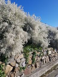 Image result for Retama monosperma
