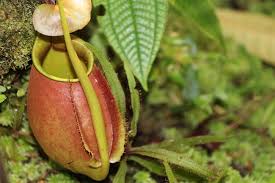 Fauna yang terdapat di wilayah indonesia barat bertipe asiatis, di wilayah indonesia tengah sebelumnya merak hijau ditemukan juga di india, bangladesh dan malaysia, namun sekarang telah punah di sana. 9000 Gambar Flora Dan Fauna Negara Malaysia Infobaru