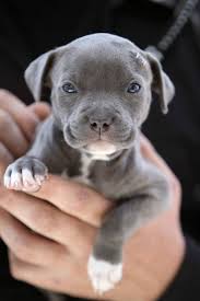 25 Puppies That Will Give You Feels Cute Animals Animals Cute Dogs