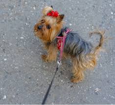With such small bladders, they won't last long. How To Take Care Of Yorkshire Terriers Yorkie Universe