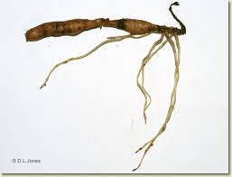 Image result for Didymoplexis