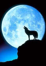 Maybe you would like to learn more about one of these? Blue Moon And Wolf Wolf Moon Beautiful Moon Moon Pictures