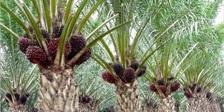 Malaysia Rela Barter Alat Perang Dengan Kelapa Sawit Demi Laut Cina Selatan Minews Id