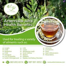 Image result for Artemisia afra
