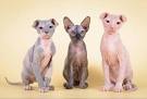 Ukrainian Levkoy Cat Breed Information - GoKitty