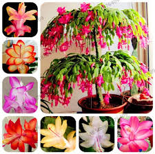 Flowerpot Excluded Product Type Bonsai Style Perennial Location Windowsill Use Outdoor Plants F Christmas Cactus Plant Christmas Cactus Bonsai Plants