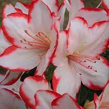 Azalea Japonica Sachsenstern Azalea Flower Azaleas Trees To Plant