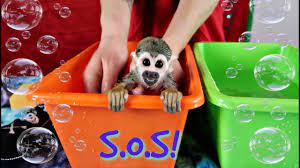 Video shared on social media shows the baby francois' langur monkey named quy bau, meaning precious in vietnamese, cared for by the zoo staff and quy bau with her mother in the zoo enclosure in january. Angry Monkey Hates Bath Time Baby Monkey Ollie Youtube