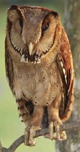 The Oriental Bay Owl Phodilus Badius Saturatus Animals Pet Birds Animals Beautiful