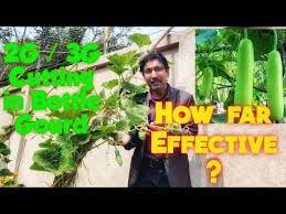 टमाटर पर करें 3g cutting और पाएं 100% अधिक फूल और फल | tomato plant 3g cutting. 2g Or 3g Cutting In Bottle Gourd To Get Bumper Production Youtube