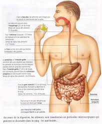 Les Temps De Digestion Ecrit Par Fabrice Allouche Muay Thai Alimentation Sante