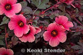 This hibiscus is a tropical shrub, grown as an annual for the beauty of its deep burgundy red, maple like. Red Or Maple Leaf Hibiscus Hibiscus Acetosella