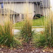 Karl Foerster Feather Reed Grass Feather Reed Grass Tall Grass Landscaping Backyard Plants