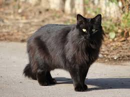 Coats can come in white, black, red, cream, cinnamon, and tabby. 5 Black Cat Breeds Which Black Cat Is Your Purrfect Match Uk Pets