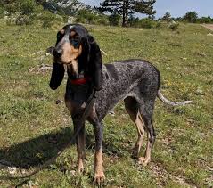 Image result for švycký honič