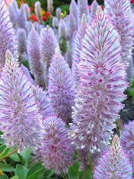 Misty Mauve Beautiful Flowers Amazing Flowers Flower Garden