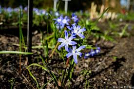 Auf 4,2 hektar sind rund 10 000 verschiedene pflanzenarten zu sehen. Botanischer Garten Oldenburg 2 Netzdeponie De