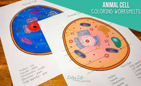 Animal and plant cell labelin… read more biologycorner.com animal cell coloring key : Animal Cell Coloring Worksheet Answers Worksheet Best Math Software For College Teaching Kids Addition Practice Workbook Harcourt Math Grade 5 Google Spreadsheet Formulas Multiplying And Dividing Positive And Negative Decimals Worksheet Best