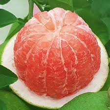 Image result for Citrus maxima
