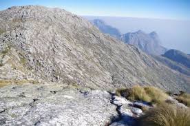 Image result for Dissotis johnstoniana