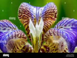 Image result for Neomarica northiana