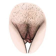 Erotic outie vs innie - premium adult videos