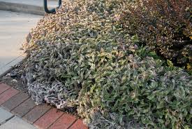 We did not find results for: Tradescantia Sillamontana Cobweb Spiderwort White Gossamer Plant White Velvet North Carolina Extension Gardener Plant Toolbox