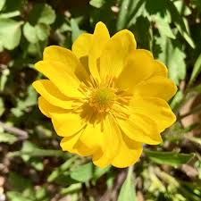 Image result for Phyllanthus macranthus