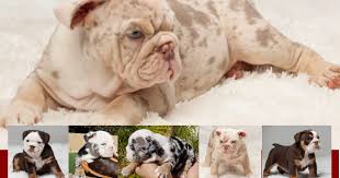 He is also mischievous and slightly stubborn. With Flying English Bulldog Colors Different English Bulldog Colors English Bulldogs Deluxe Bulldogs Adoption Providing Quality Akc Bulldog Puppies