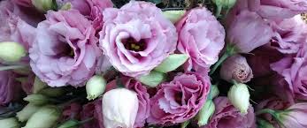 Diane's floral designs is a wedding florist located in albany, new york. Wholesale Flowers Stars Of The Meadow Flower Farm Local And Seasonal Flowers In Ny S Hudson Valley Upstate Ny Diy Weddings Wholesale
