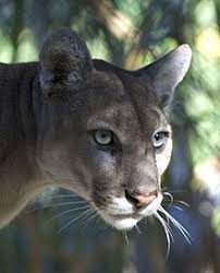 One of the most destructive forces on florida soil is the feral cat. Florida Panther Wikipedia