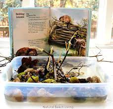 This habitat activity for preschool is a fun way to talk to your students about where animals live. Animal Habitat Activities For Preschool Natural Beach Living