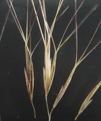 Image result for Scleria lateritica