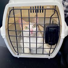 Nazirah abdul rahman (cat / clown lovers). Fotografii Na Klinik Haiwan Surgeri I City Shah Alam Veterinar