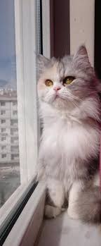 Hayvanhaklarinasaygi ×××××××¨ Kayip Kedi 29 Ekim De Aksam Saatlerinde Izmir Mithatpasa 185 Sokakta Kaybolmus 9 Yasinda Iran Chinchilla Cinsi Disi Gorenler Lutfen Ailesine Haber Versin Iletisim 534 290 27 85 Https T Co Tab2zjeulf